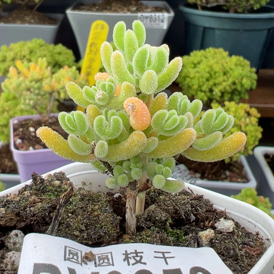 【闪购商品】dy0253荔枝糯米糍