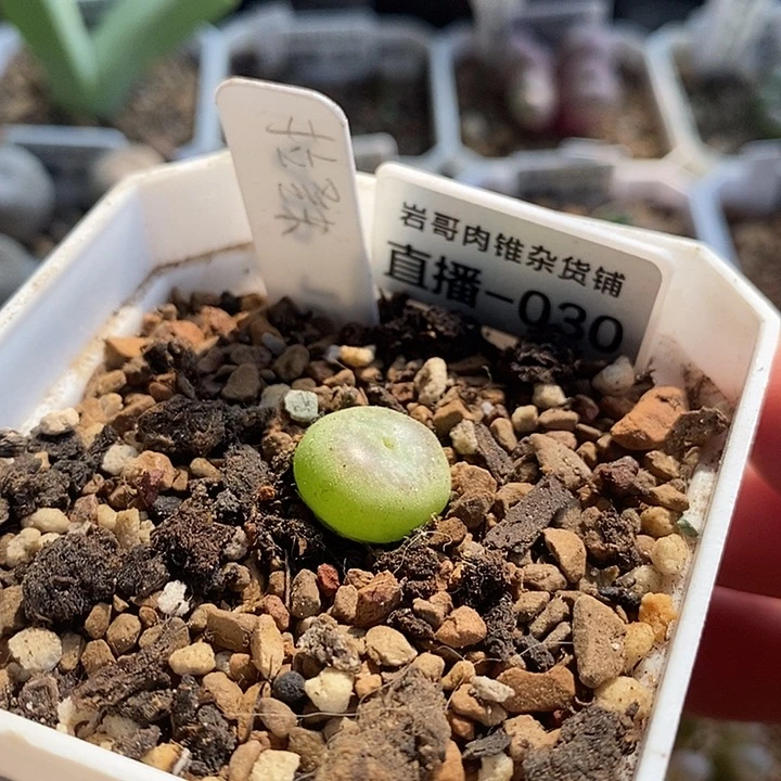 4年拉登杂交一颗