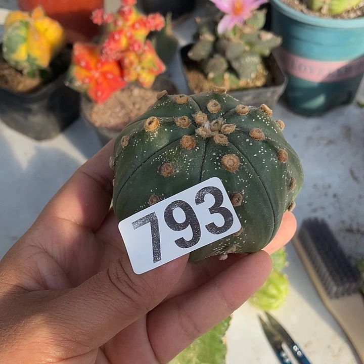 三角架街793号海星豆