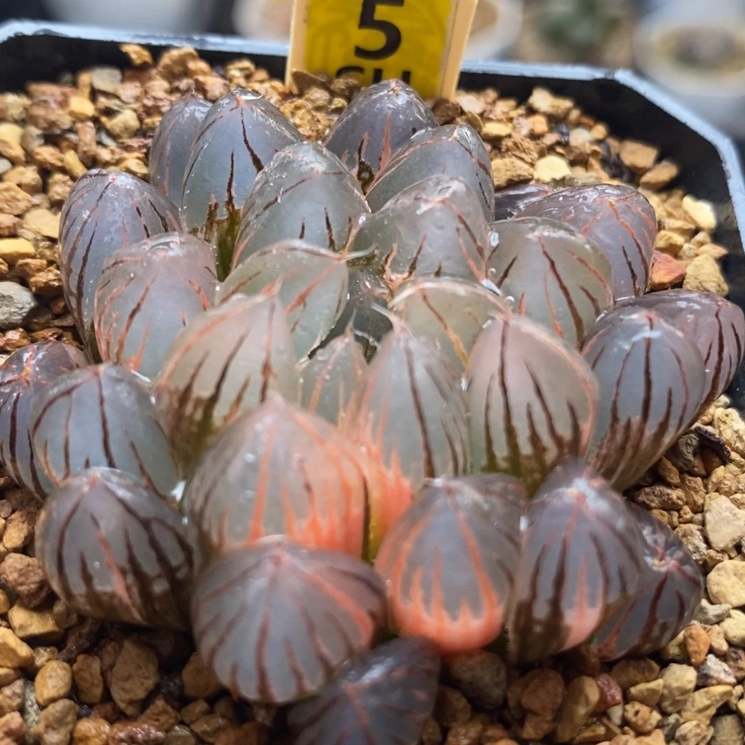 5霓虹灯玉露锦一物一拍