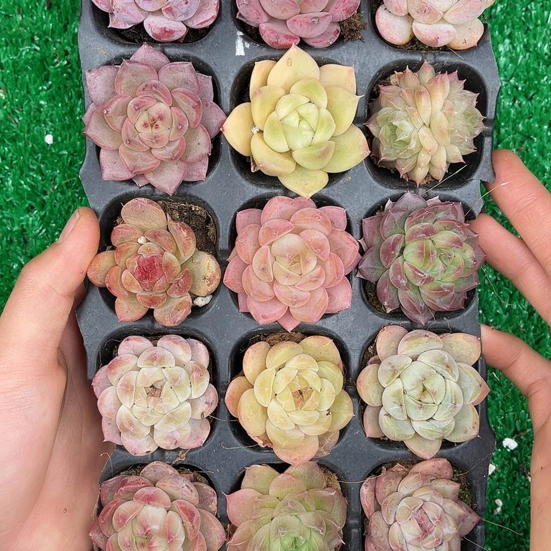 多肉一物一拍24-56