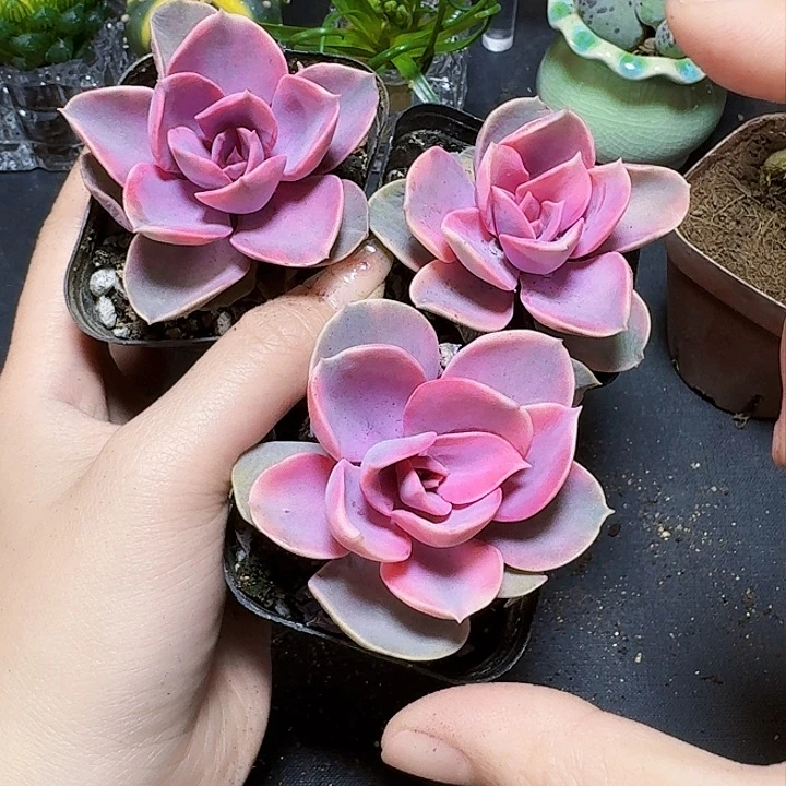 3颗彩虹裸根福利炸