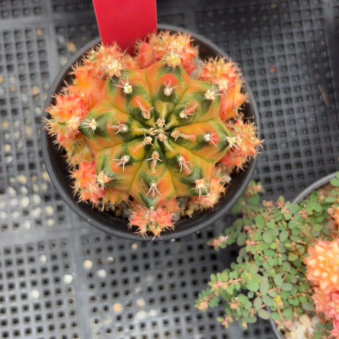 云***闲25-1222泰国发货多肉