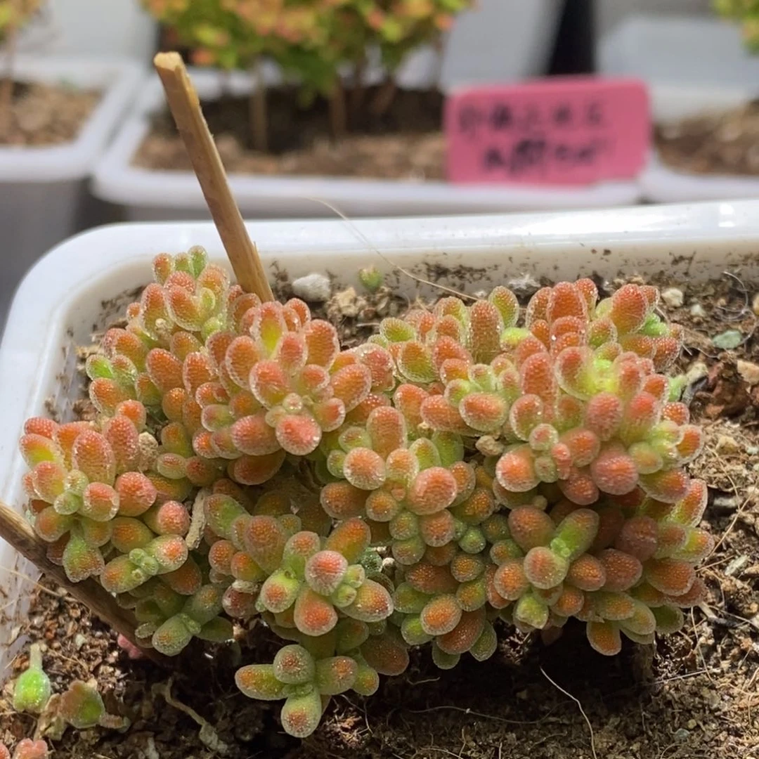 冰晶杂枝干番杏D217
