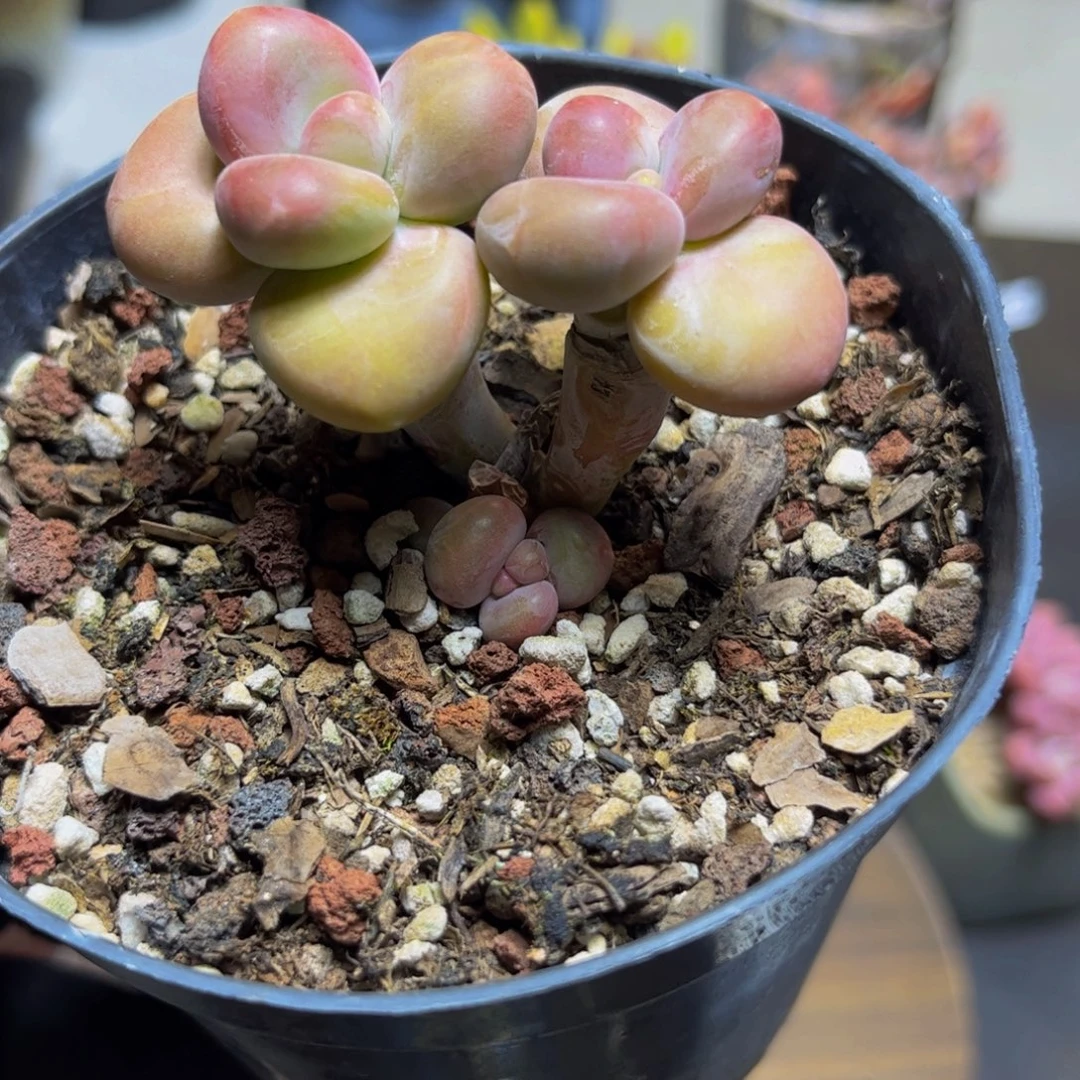 404KK奶酪6厘米多肉