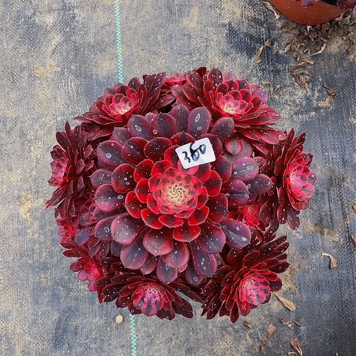 黑天鹅法师一个360号