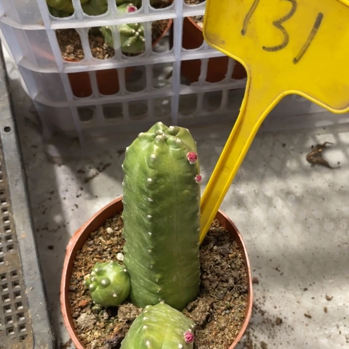 春****@橙桃新品多头一物一拍131