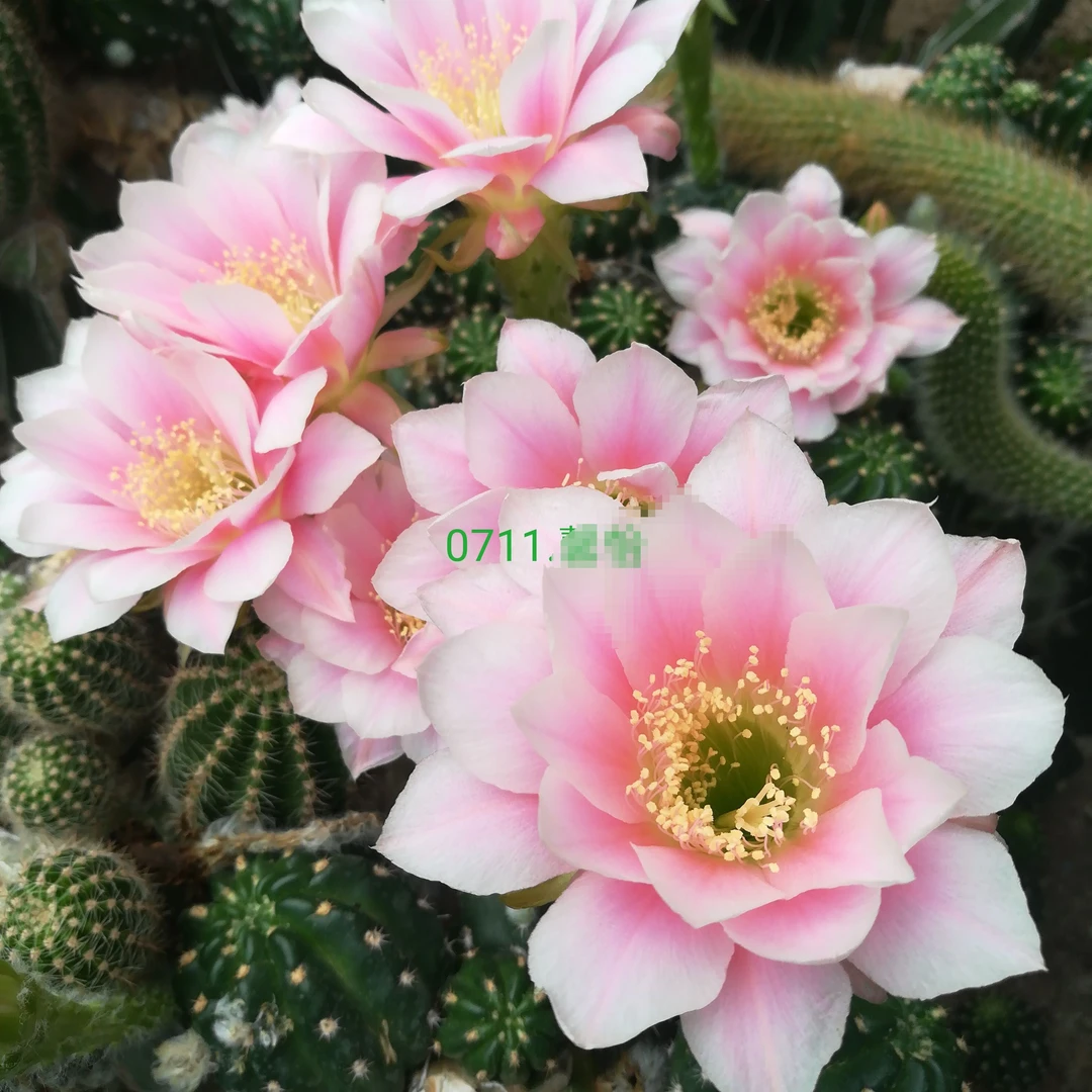 丽花0711（满28米包邮非偏远）