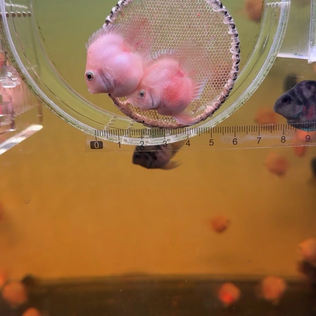 海水鱼胭脂粉一对