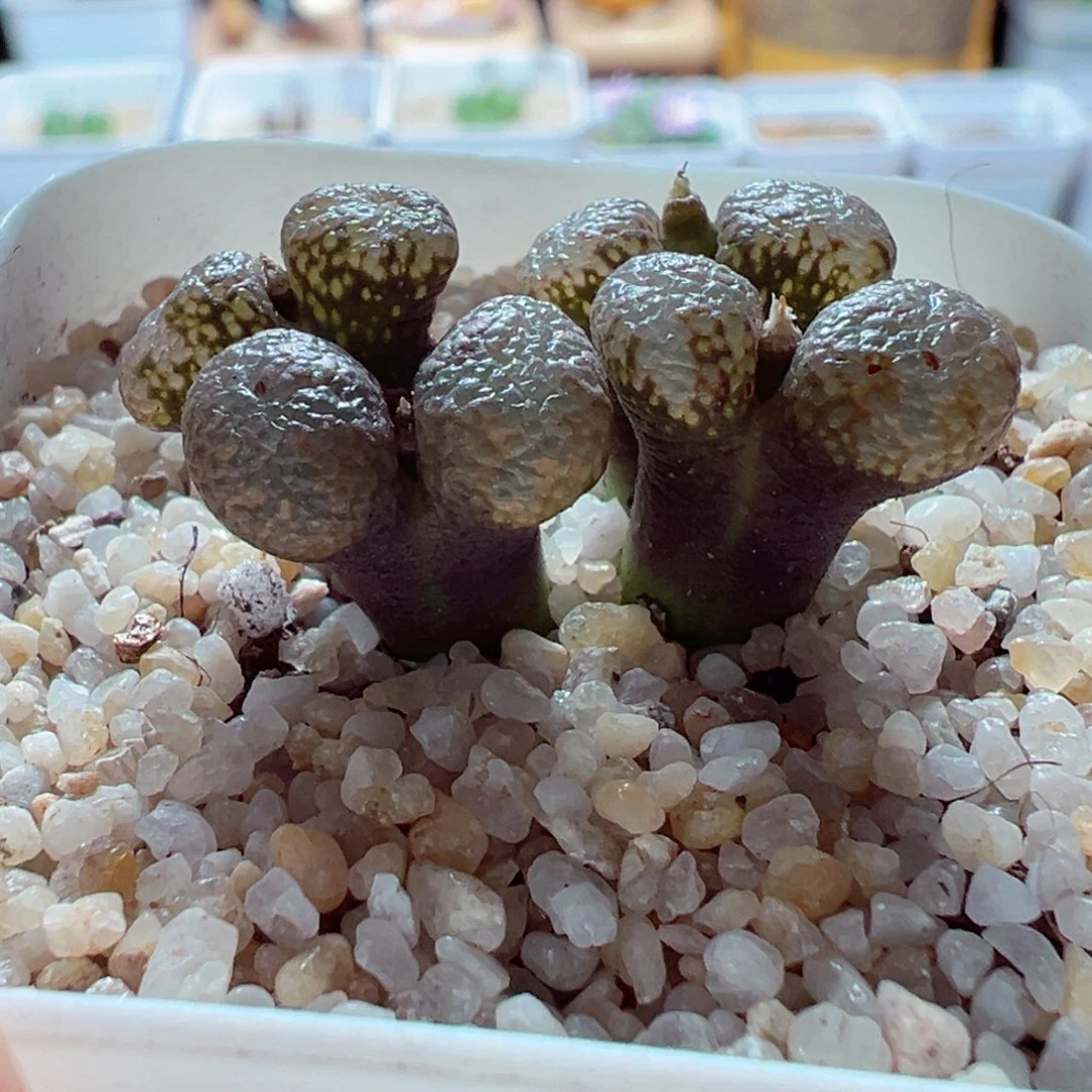 1223-331多肉多日鱼子酱