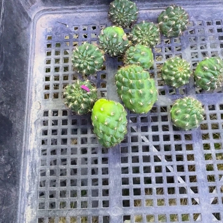 237勾宝特纳瑞2个无根侧牙很小，20包邮
