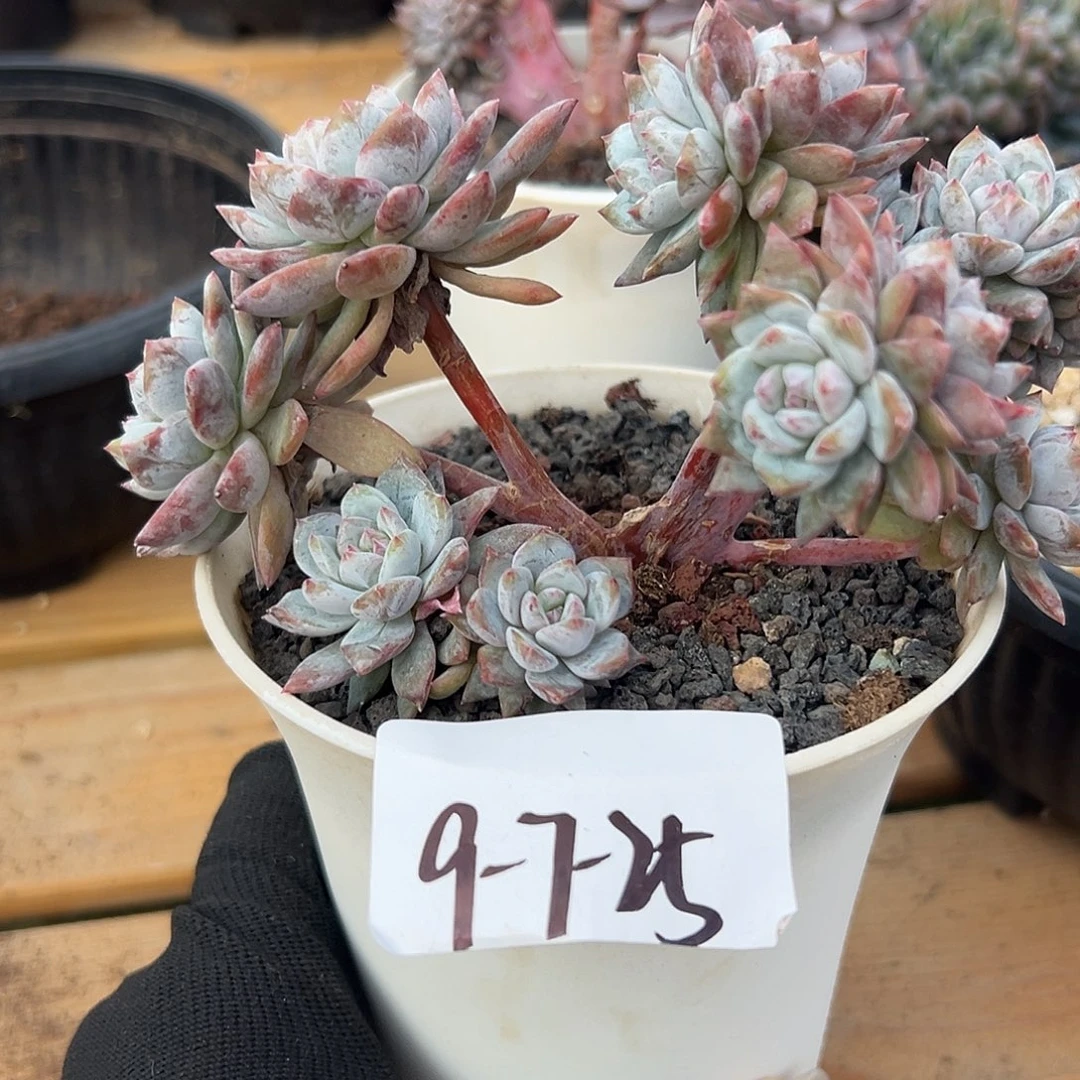 9-7-25星影朵朵瑕疵