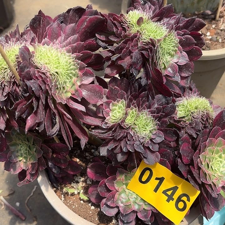 多肉植物天和缀146