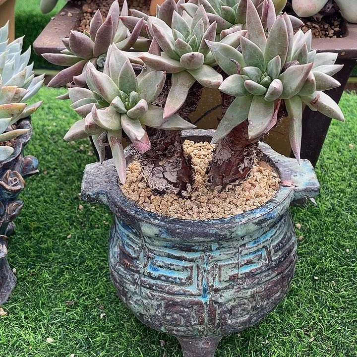 绿体凯斯揣衣大粗桩