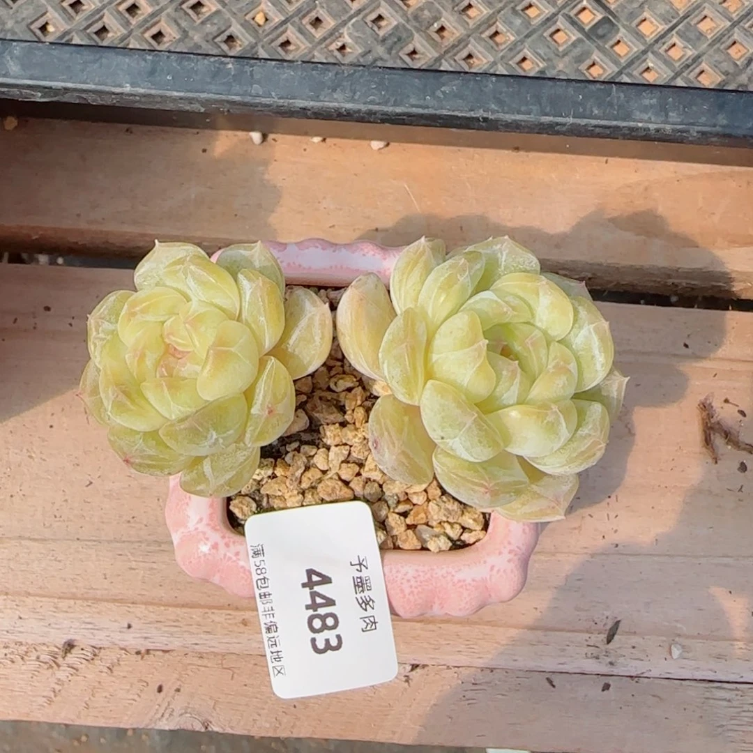 白恋带盆，4483多肉植物