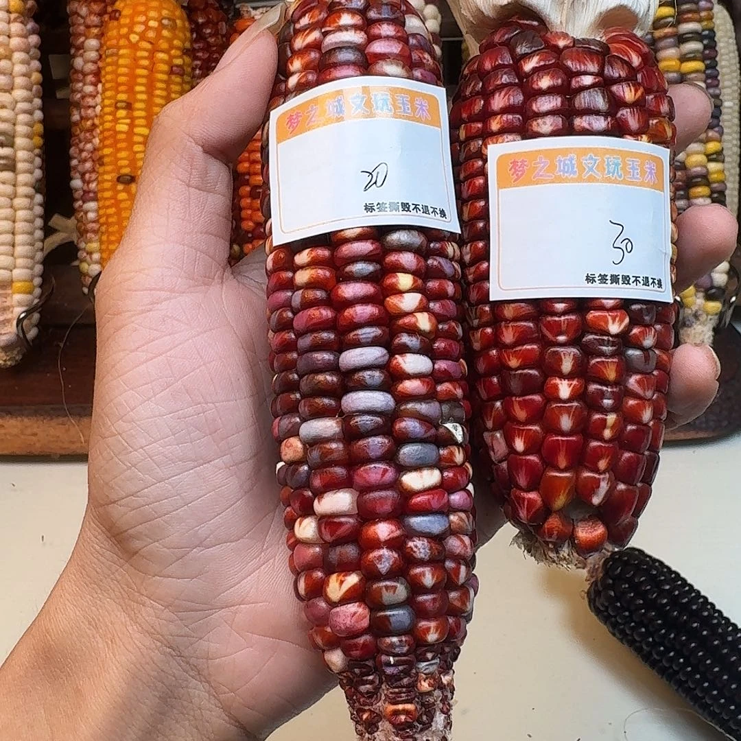 财***宝吊坠柏香籽/百香籽