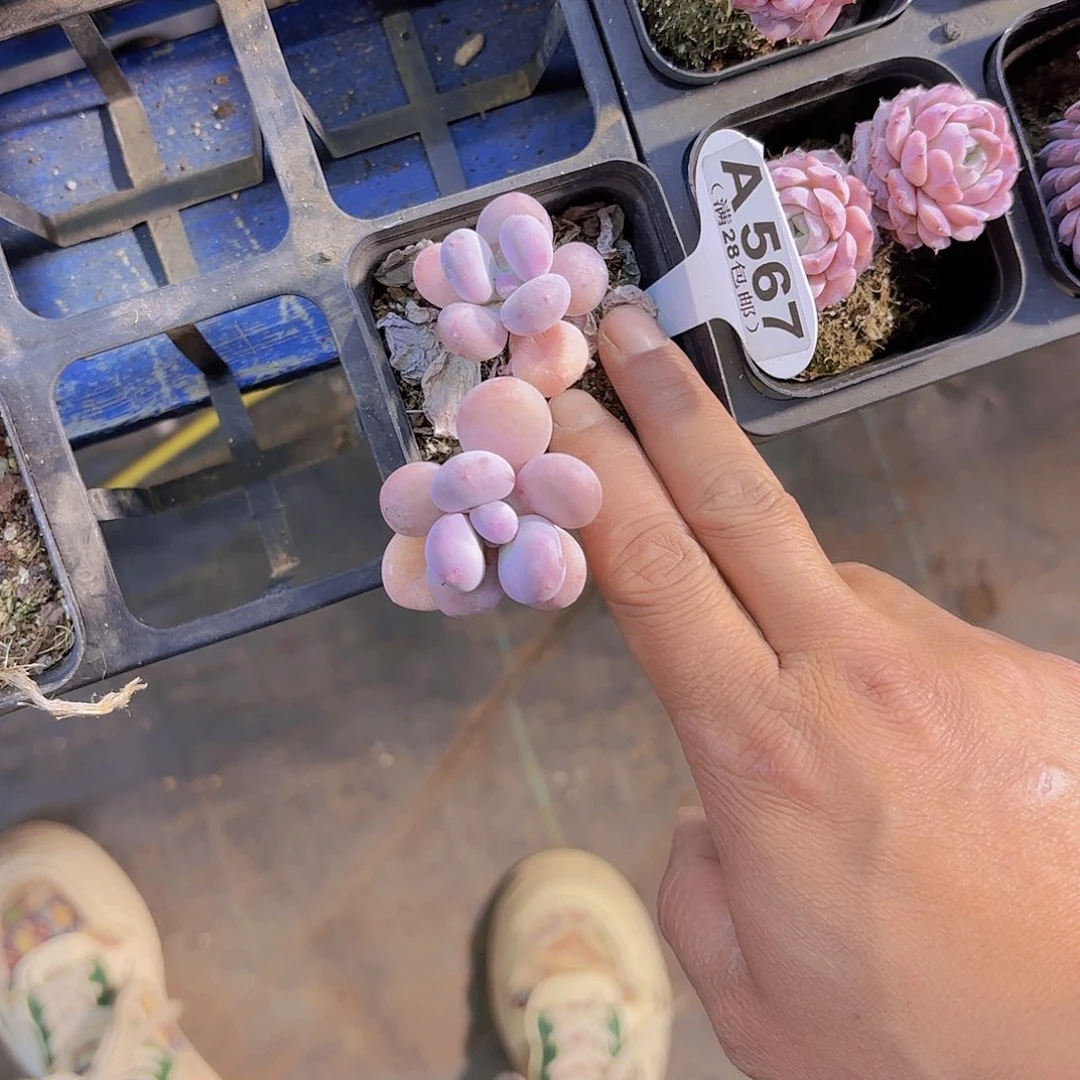 A567彩虹奶一物一拍