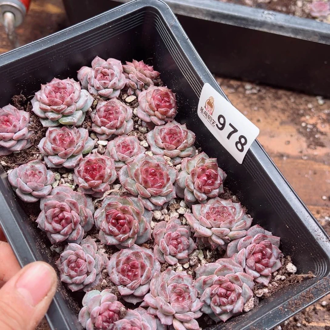 吉***A多肉植物多肉植物