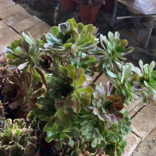 757法师多肉植物粉女巫中班