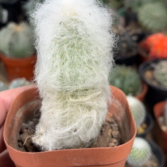 当前无花栽培后可以开花劳乐柱