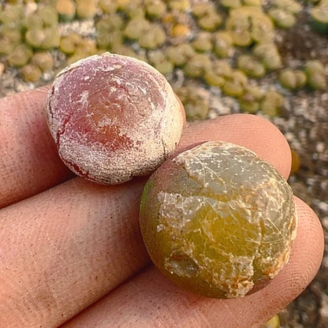 【闪购商品】25493