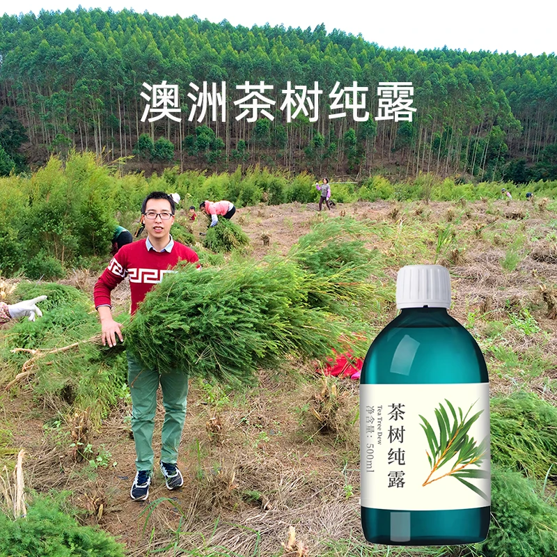 丸蔻澳洲茶树纯露平衡水油收毛孔补水含精油湿敷水500ML