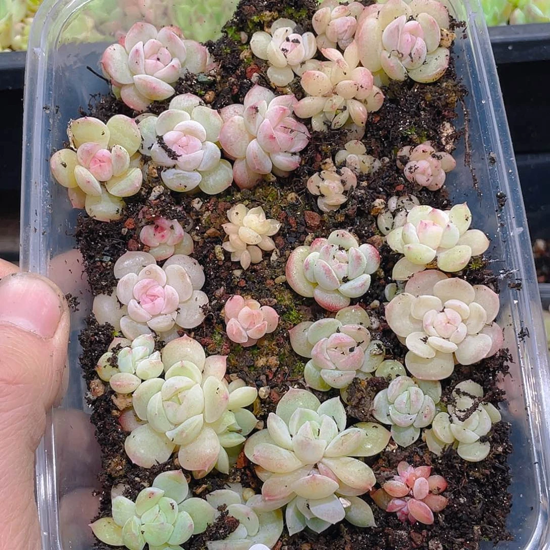 布***辣586。 定。