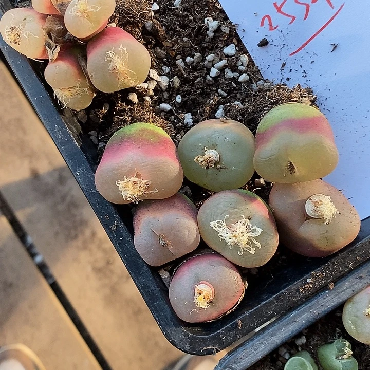 神***闲25321。    一组。 一组。  荔枝窗。