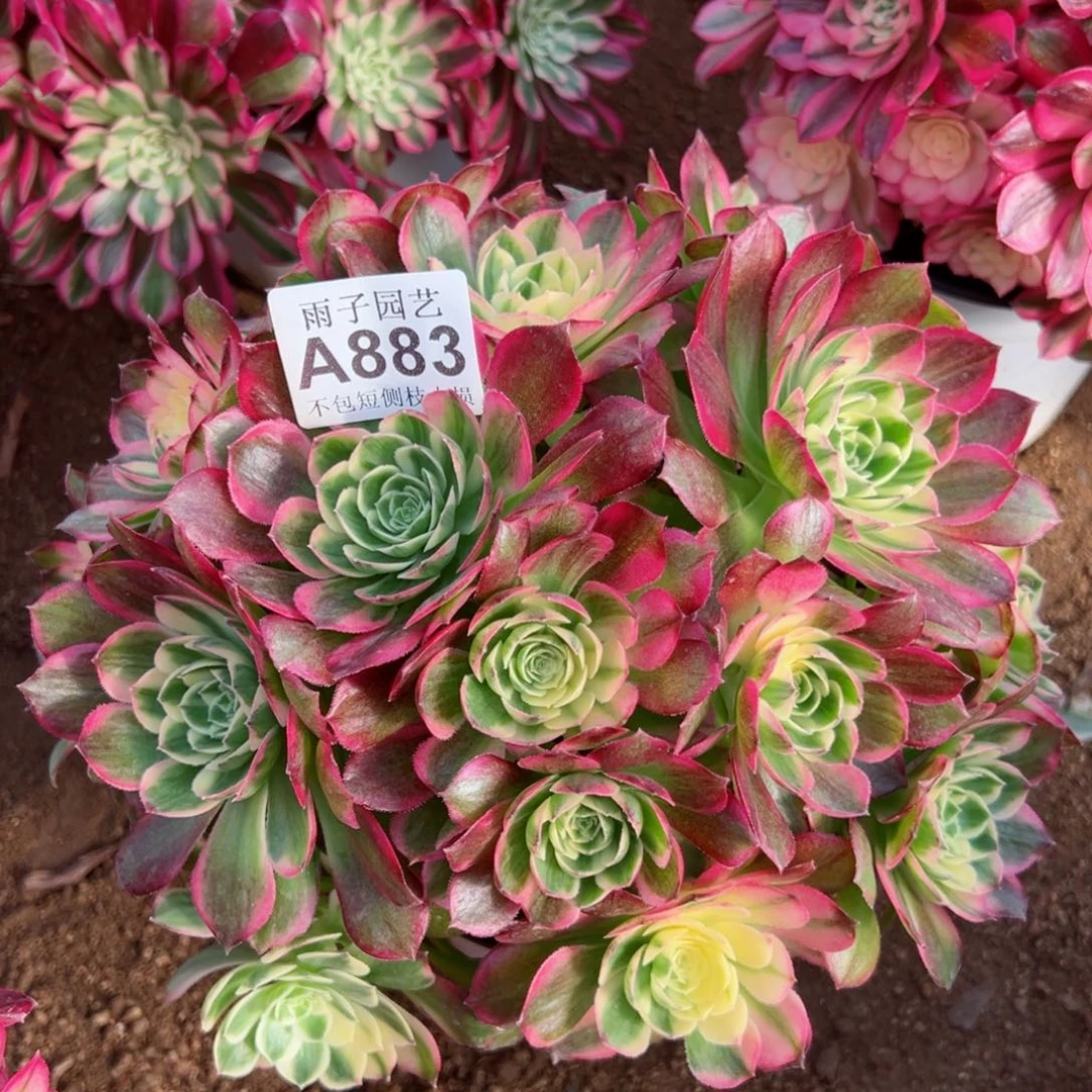 883海王尺寸30左右