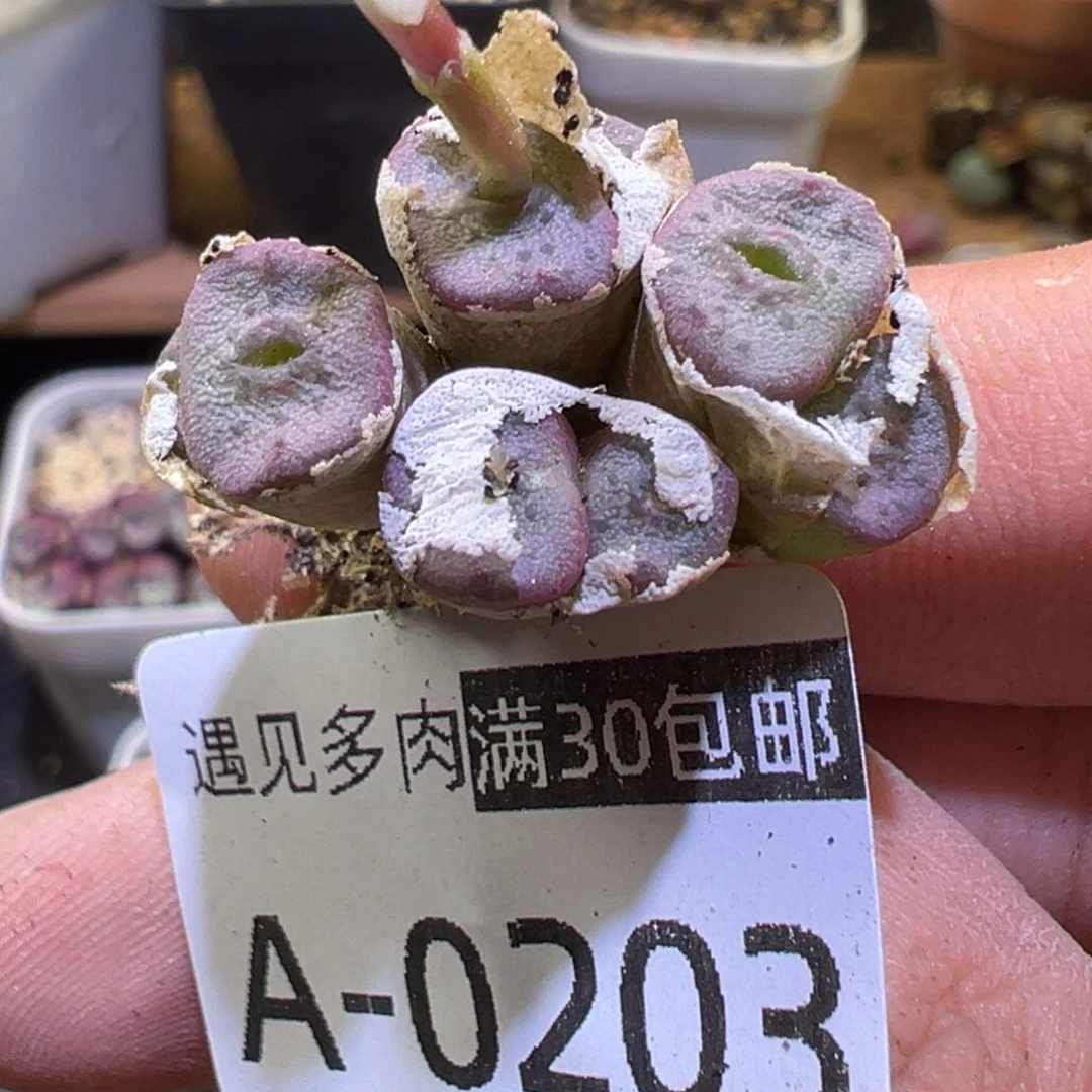 多肉植物1111111111111