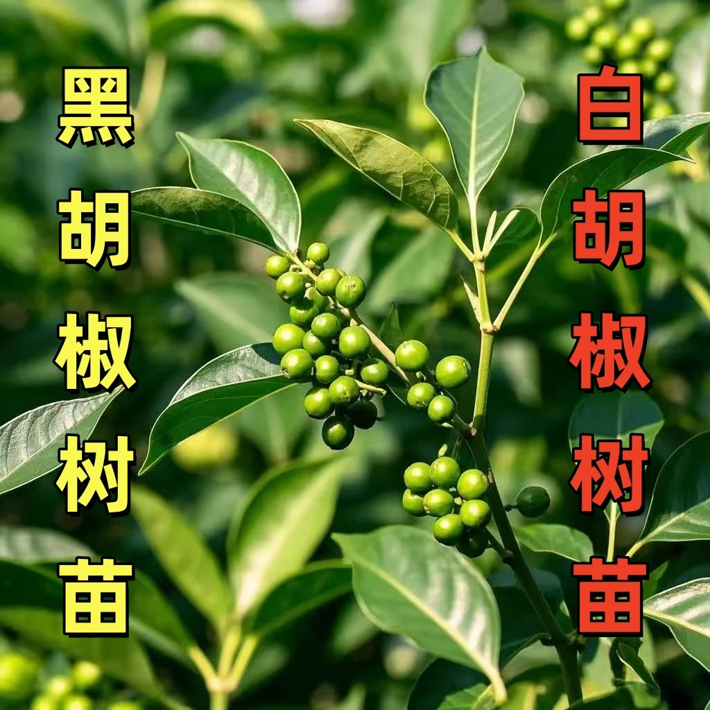 买一送一白胡椒树苗 黑胡椒苗地栽苗盆栽都可以当年结果南北方