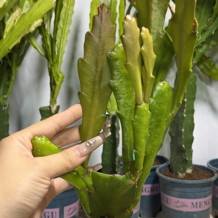 当前无花栽培后可以开花405