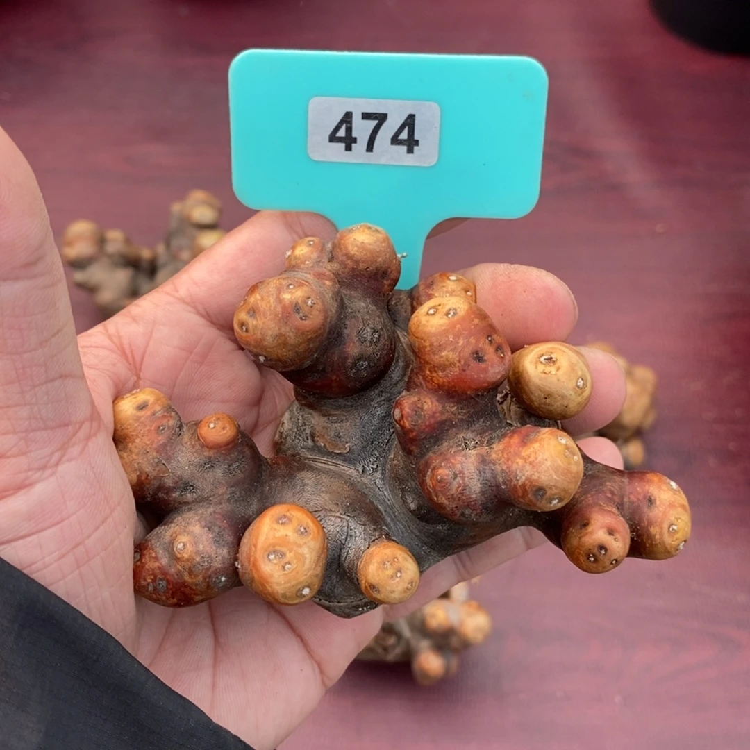 产地格加厚炖菊一个