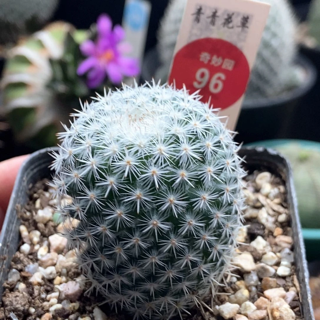 实生敷岛3.9cm一棵