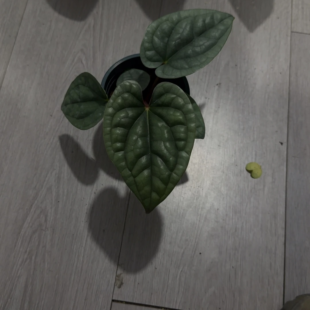 完全开放4599 奢华