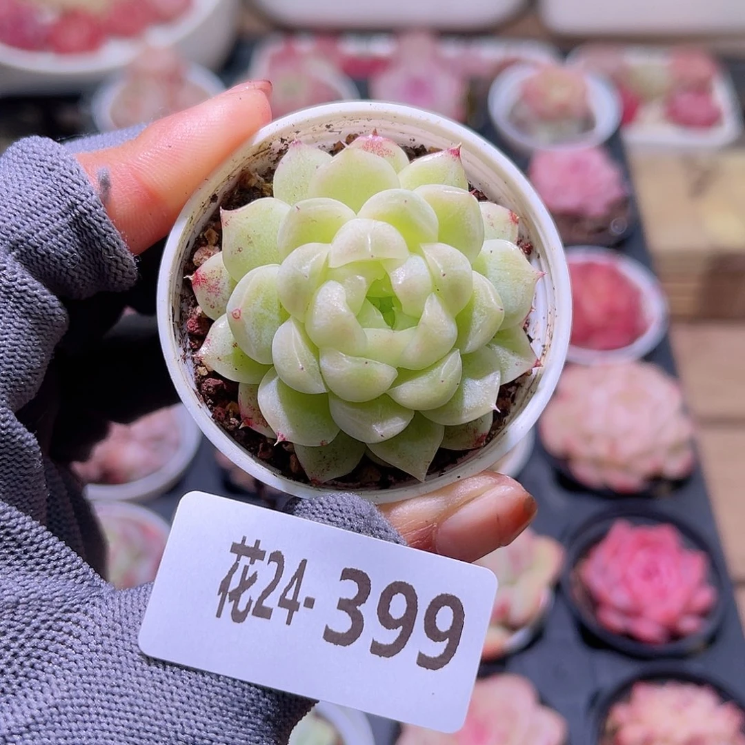 花24-399麦秆单头