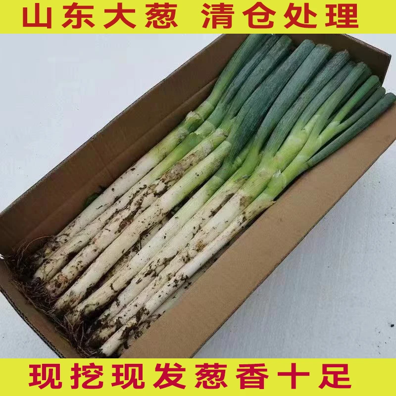 2025新鲜现挖现发毛葱带皮去半叶农家种植无硬芯铁杆大葱产地直发