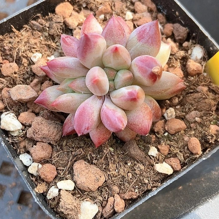 多肉植物637多肉虞姬美人