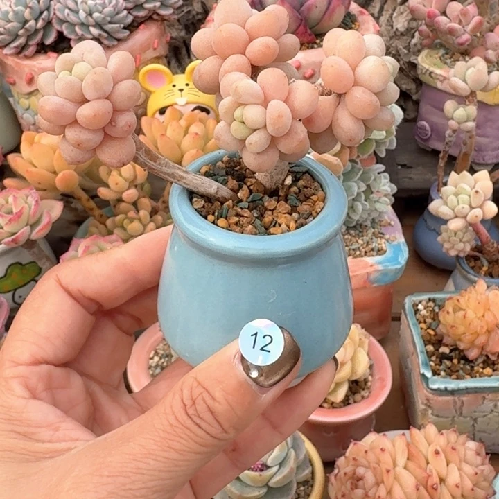 12 多肉含盆土 30元包邮 除偏远