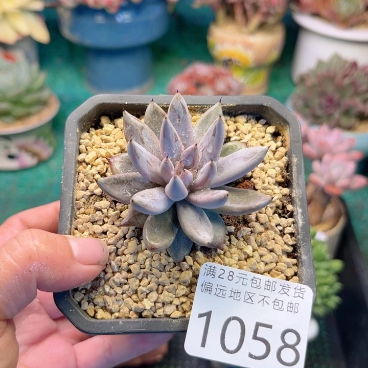 大1058:）xvxbcbbb