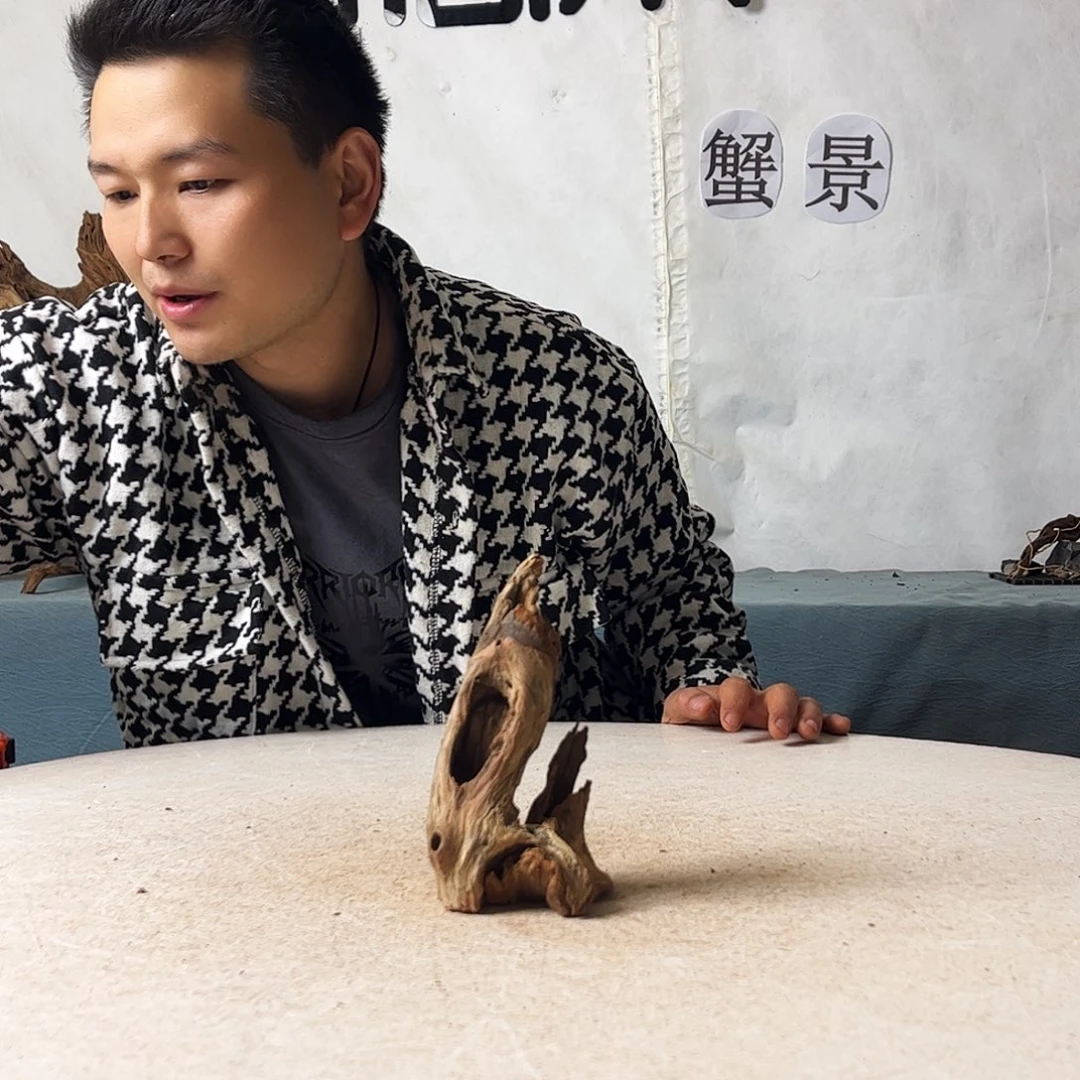 沉木造景爬宠造景