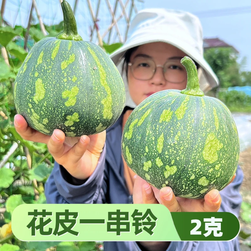 花皮一串铃嫩南瓜种子小朱爱三农甄选早熟杂交小南瓜籽小菜园种植