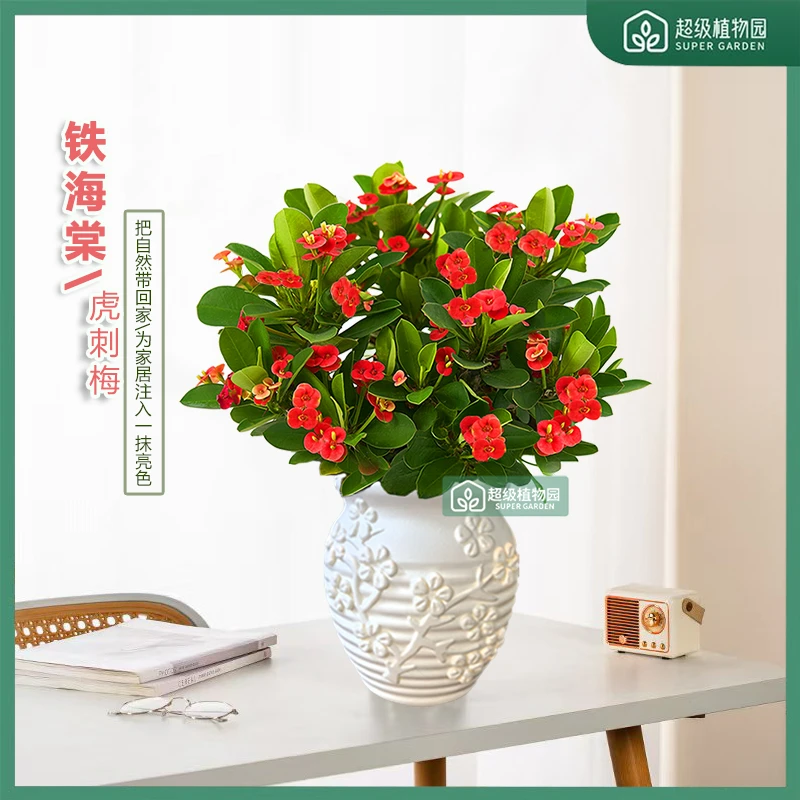 铁海棠虎刺梅花卉四季开花土壤盆栽绿植室内盆景植物客厅