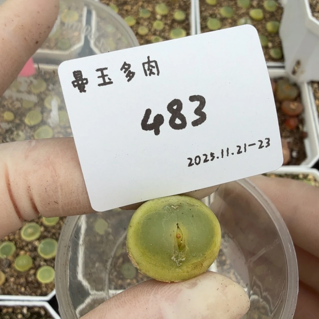 z***5多肉多肉多肉多11-482