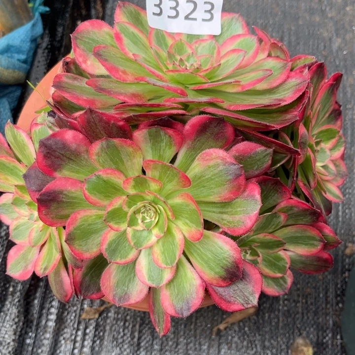 新品赤子心特价多肉