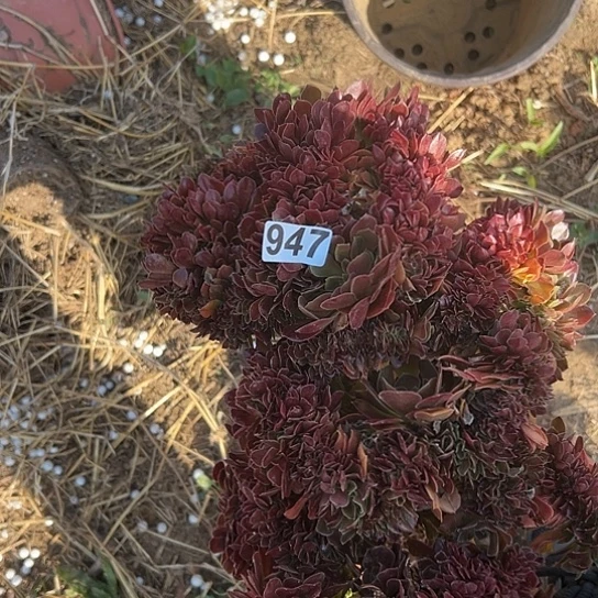 美*多肉植物一个有伤没售后