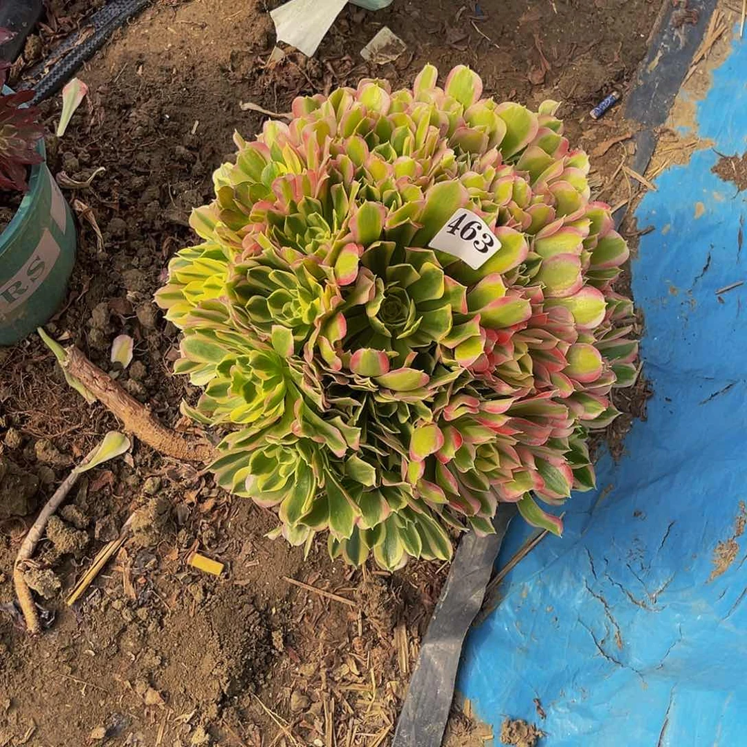 白凤法师多肉1/18