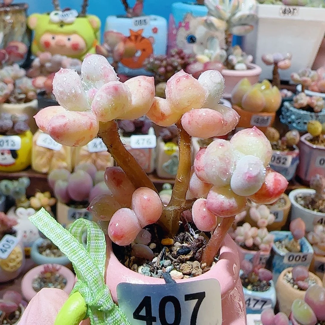 T仙女彩虹奶盆口3.5cm