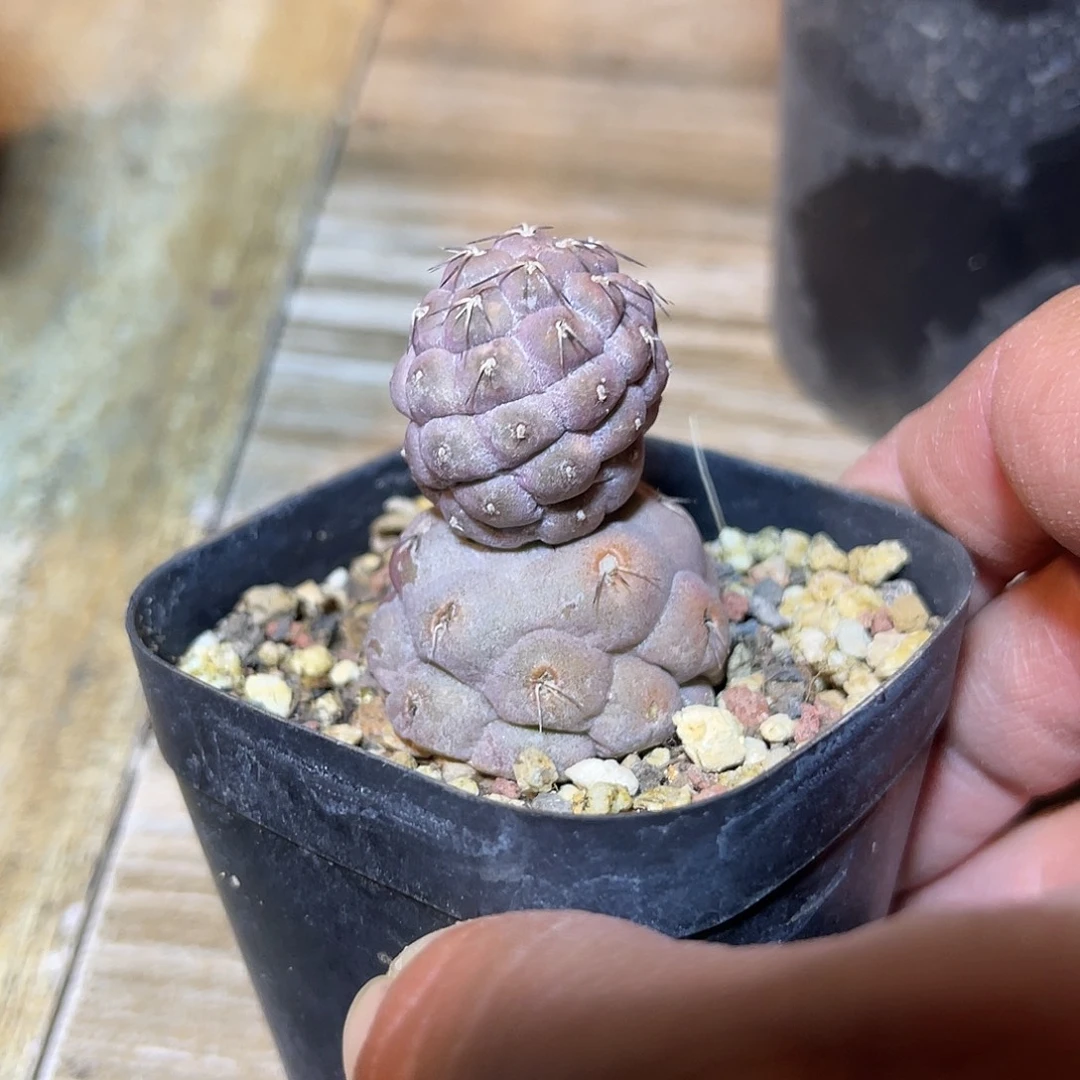 雪人习志野仙人球