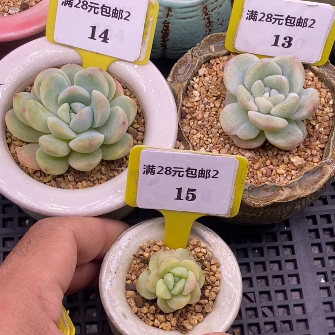 多***风214.13.15冰玉锦多肉植物